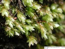 Attēlu rezultāti vaicājumam “Mnium marginatum”