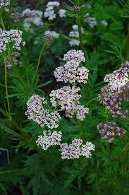Attēlu rezultāti vaicājumam “Valeriana officinalis leaf”