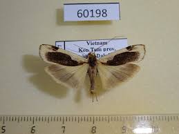 Attēlu rezultāti vaicājumam “Arctiidae”