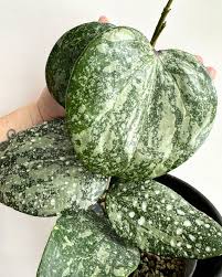 Attēlu rezultāti vaicājumam “Cinna latifolia leaf”