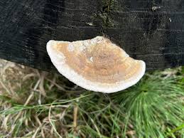 Attēlu rezultāti vaicājumam “Daedalea quercina”