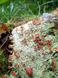 Attēlu rezultāti vaicājumam “Baeomyces rufus”