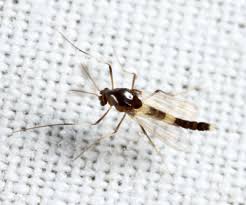 Attēlu rezultāti vaicājumam “Cricotopus”