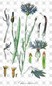 Attēlu rezultāti vaicājumam “Cyanus segetum”