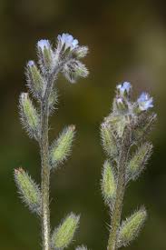 Attēlu rezultāti vaicājumam “Myosotis stricta”