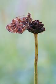 Attēlu rezultāti vaicājumam “Boloria titania underside”