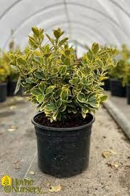 Attēlu rezultāti vaicājumam “Euonymus”