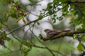 Attēlu rezultāti vaicājumam “Caprimulgus europaeus”