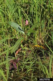 Attēlu rezultāti vaicājumam “Polygonum amphibium”