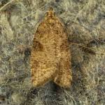 Attēlu rezultāti vaicājumam “Capua vulgana”