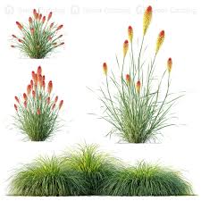 Attēlu rezultāti vaicājumam “Carex elata flower”