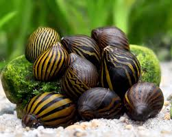 Attēlu rezultāti vaicājumam “Retinia resinella exuvia”