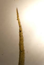 Attēlu rezultāti vaicājumam “Dicranum polysetum sporophyte”