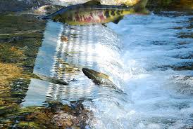 Image result for Oncorhynchus keta
