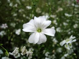 Image result for Gypsophila elegans