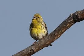 Image result for Serinus serinus