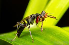 Attēlu rezultāti vaicājumam “Hedychrum sp.”