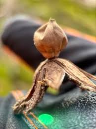 Attēlu rezultāti vaicājumam “Geastrum rufescens”