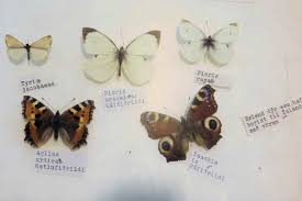 Attēlu rezultāti vaicājumam “Carterocephalus silvicolus underside”