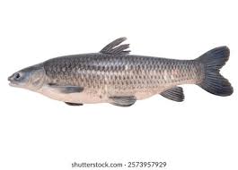 Image result for Mylopharyngodon piceus