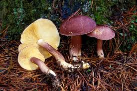 Attēlu rezultāti vaicājumam “Tricholomopsis rutilans”