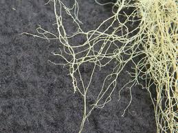 Attēlu rezultāti vaicājumam “Ramalina thrausta”