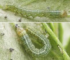 Attēlu rezultāti vaicājumam “Cucullia fraudatrix”