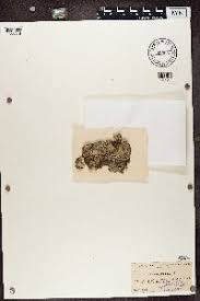 Attēlu rezultāti vaicājumam “Biatora sphaeroides”