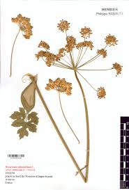 Attēlu rezultāti vaicājumam “Heracleum sphondylium subsp. sibiricum”