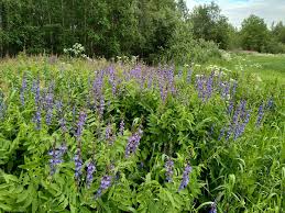 Attēlu rezultāti vaicājumam “Galega orientalis flower”