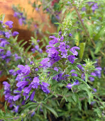 Image result for Dracocephalum moldavicum