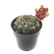Image result for Gymnocalycium