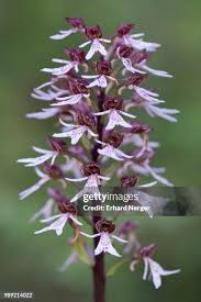 Attēlu rezultāti vaicājumam “Orchis militaris flower”