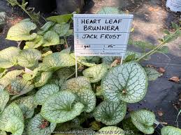 Image result for Brunnera `Jack Frost`
