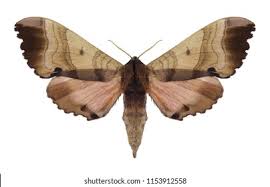 Attēlu rezultāti vaicājumam “Brenthis ino underside”