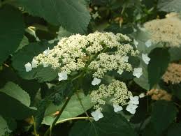 Attēlu rezultāti vaicājumam “Hydrangea arborescens subsp. discolor”