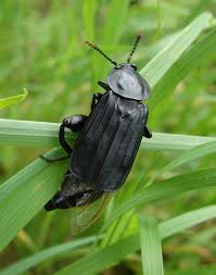 Attēlu rezultāti vaicājumam “Necrodes littoralis”