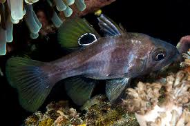 Attēlu rezultāti vaicājumam “Anogcodes melanurus”