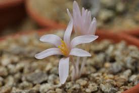 Attēlu rezultāti vaicājumam “Colchicum luteum flower”