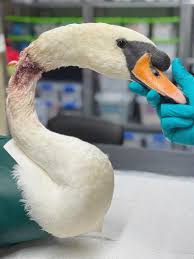 Image result for South Yorkshire Swans