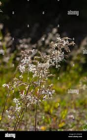 Attēlu rezultāti vaicājumam “Silene nutans flower”
