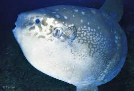 Image result for Mola mola