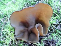 Attēlu rezultāti vaicājumam “Disciotis venosa”