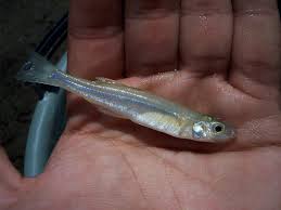 Attēlu rezultāti vaicājumam “Charales”