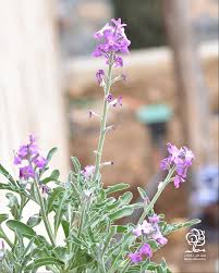Attēlu rezultāti vaicājumam “Libanotis montana flower”