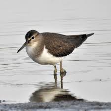 Attēlu rezultāti vaicājumam “Actitis hypoleucos adult”