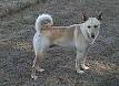 220px-Carolina_Dog.jpg