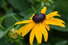 Image result for Rudbeckia fulgida
