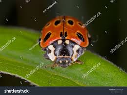 Attēlu rezultāti vaicājumam “Anatis ocellata”