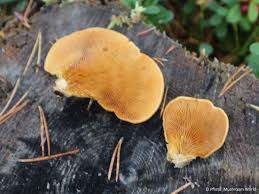 Attēlu rezultāti vaicājumam “Phyllotopsis nidulans”